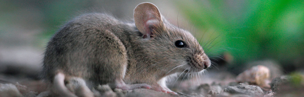Indian Herb Helps Treat Diabetes in Mice
